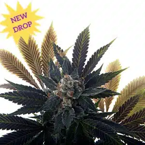 Mosca Seeds � Banana Grape Soda Strain � Auto Fem � 5 Pack