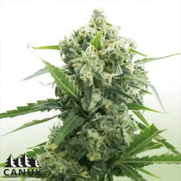 Banana Kush Auto | Canuk Seeds | FEM Autoflower Seeds