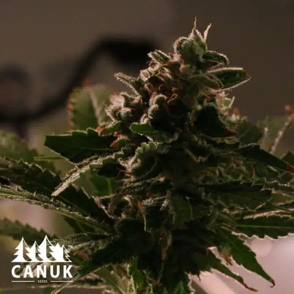 Banana Punch | Canuk Seeds | FEM Photoperiod Seeds
