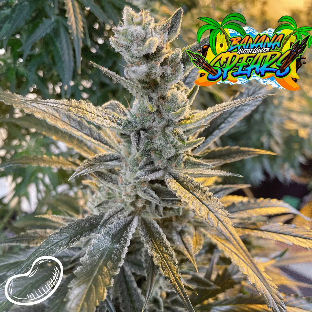 Banana Spears Auto | Butter Bean Birdseed | FEM Autoflower Seeds