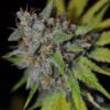 Kindway Farms – Bellagio Kush Strain – Fem Photo 5 Pack - Image 2