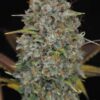 Kindway Farms – Bellagio Kush Strain – Fem Photo 5 Pack - Image 3