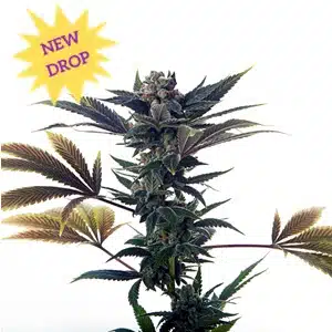 Mosca Seeds � Biscotti Ice Cream Strain � Auto Fem � 5 Pack