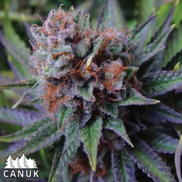 Blue Dream | Canuk Seeds | FEM Photoperiod Seeds