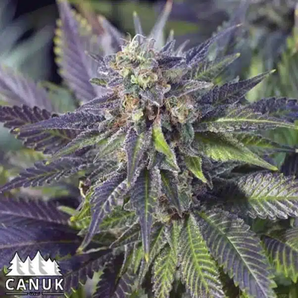 Blue Widow | Canuk Seeds | FEM Photoperiod Seeds