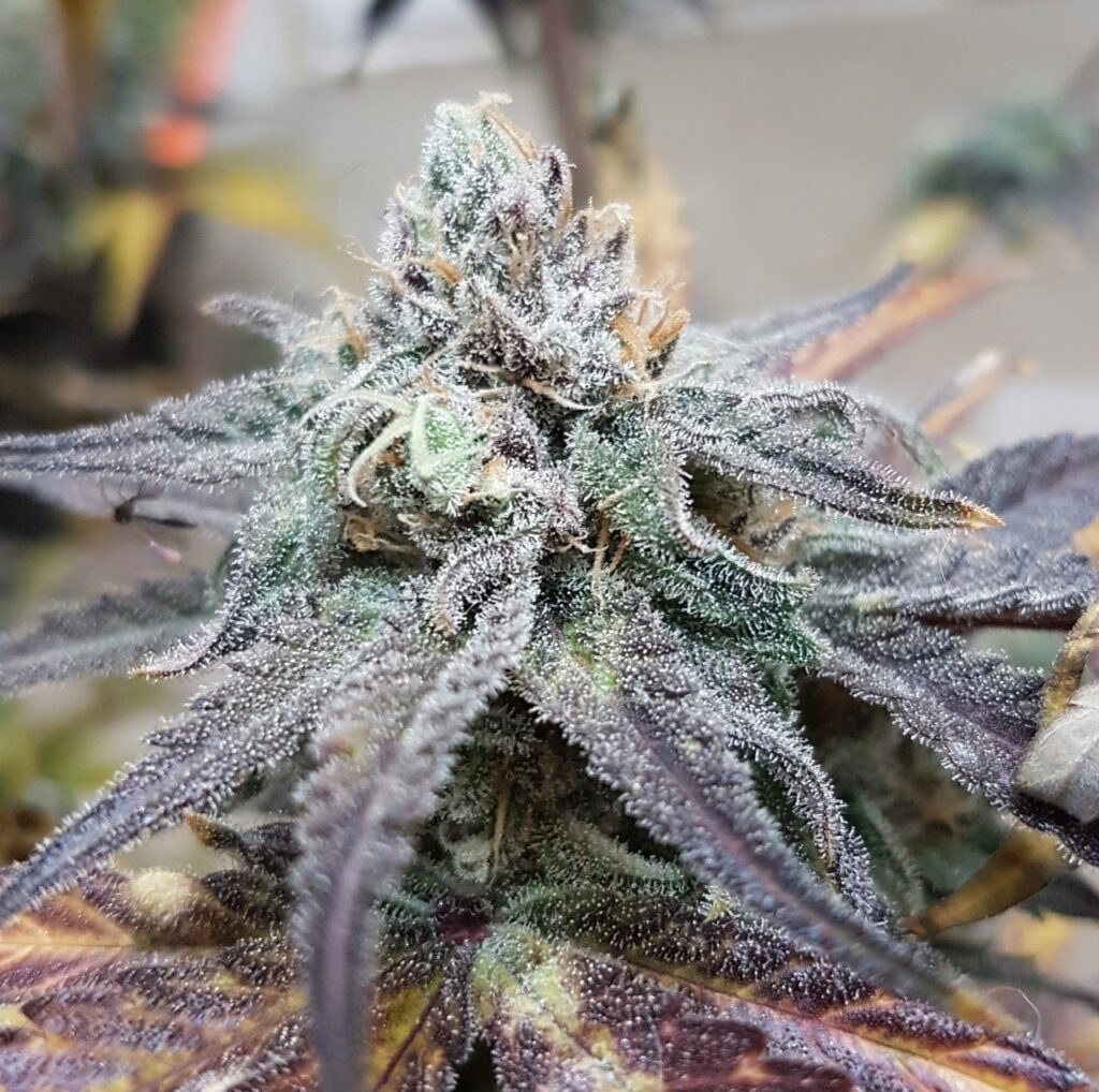 Blue Banner Auto | Butter Bean Birdseed | FEM Autoflower Seeds