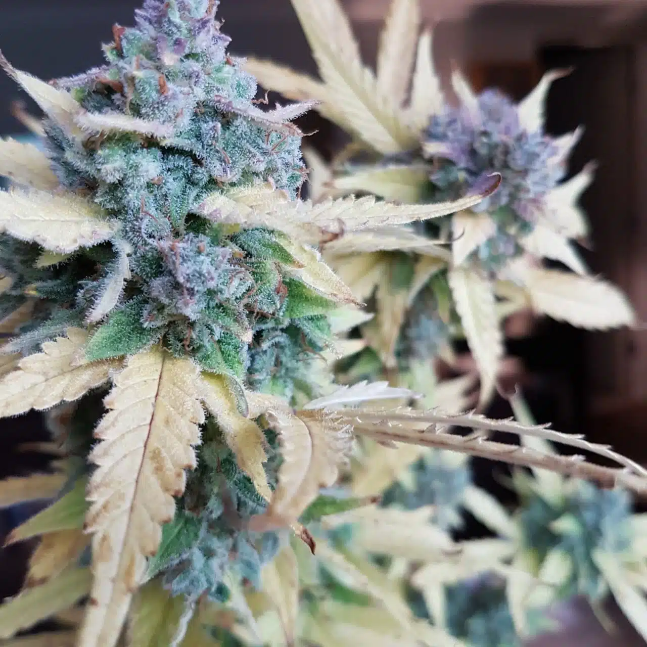 Blueberry Cheesecake Auto | Butter Bean Birdseed | FEM Autoflower Seeds