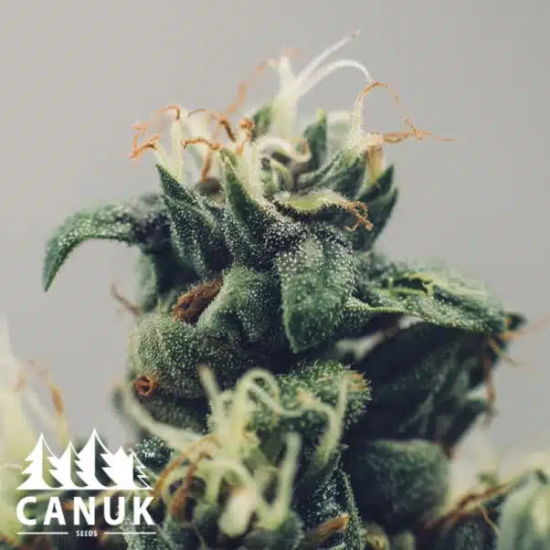 Blue Cheese | Canuk Seeds | FEM Photoperiod Seeds
