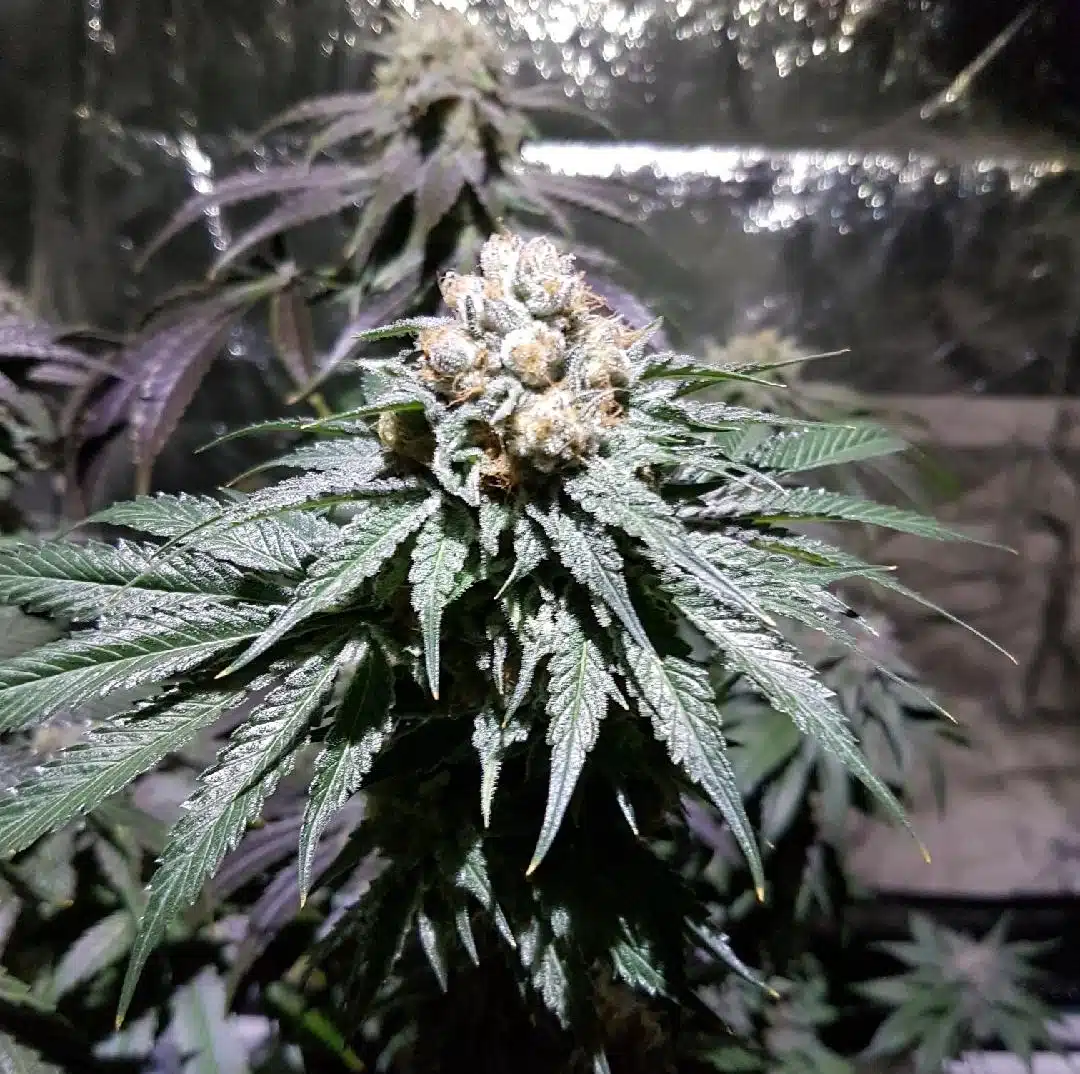 Blue Skywalker Auto | Butter Bean Birdseed | FEM Autoflower Seeds