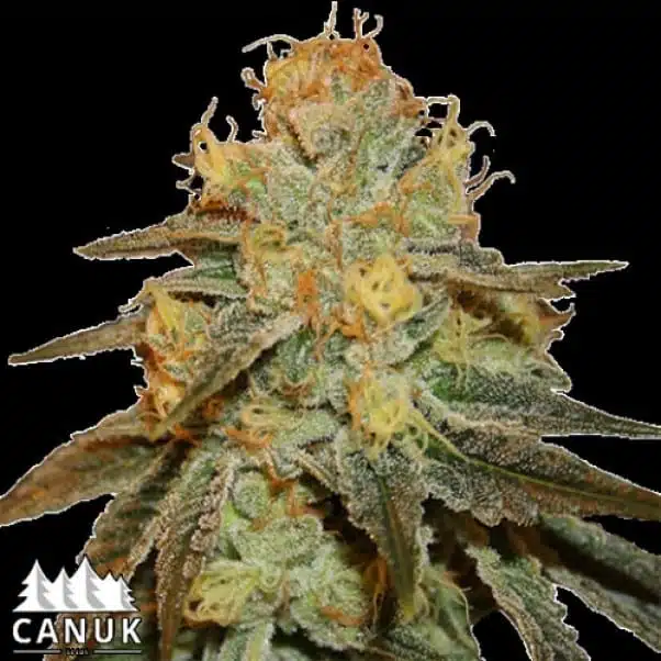 Bruce Banner Auto | Canuk Seeds | FEM Autoflower Seeds