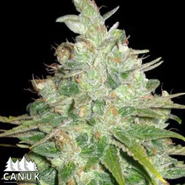 Bubbleg | Canuk Seeds | FEM Photoperiod Seeds