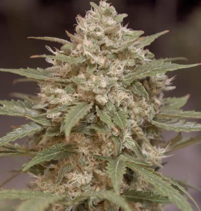 Image of a cannabis plant