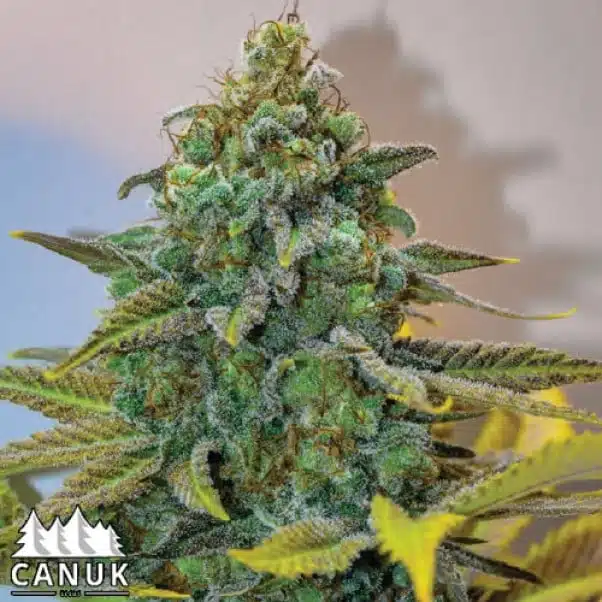 Cinderella 99 | Canuk Seeds | FEM Photoperiod Seeds