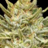 Cali Sourd1