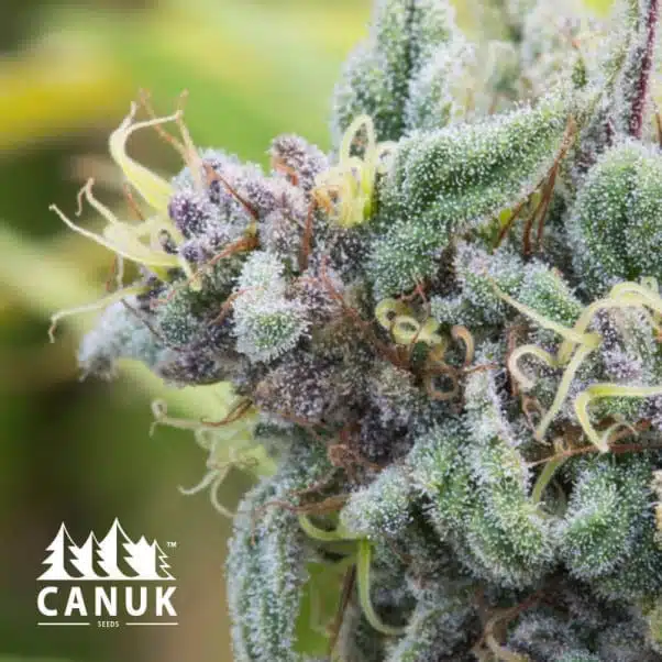 Clementine | Canuk Seeds | FEM Photoperiod Seeds