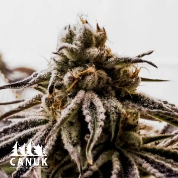Pink Kush | Canuk Seeds | FEM Photoperiod Seeds