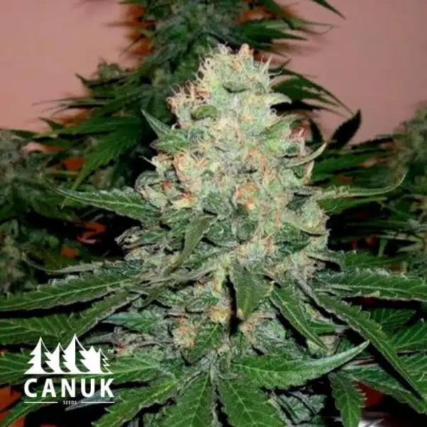 Rockstar | Canuk Seeds | FEM Photoperiod Seeds