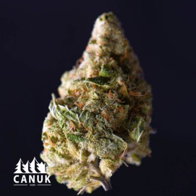 The Cookies and Cream by Canuk seeds