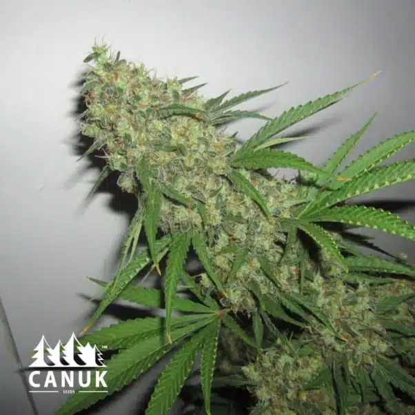 G13 | Canuk Seeds | FEM Photoperiod Seeds