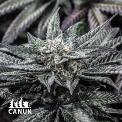 The Grape Ape by Canuk seeds