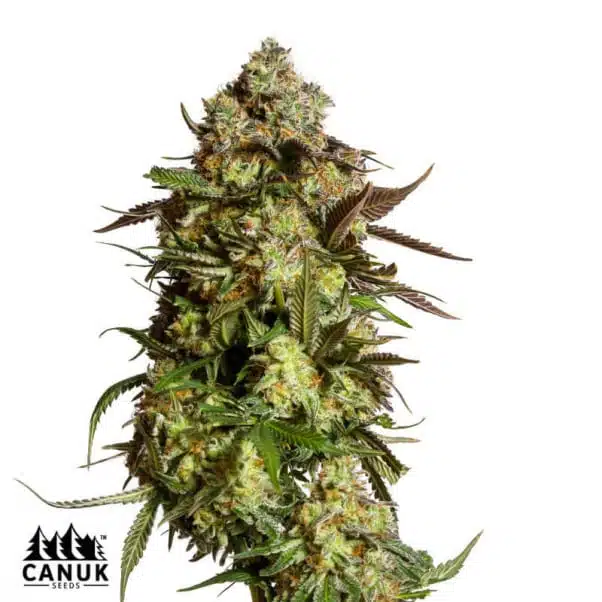 AK Auto | Canuk Seeds | FEM Autoflower Seeds