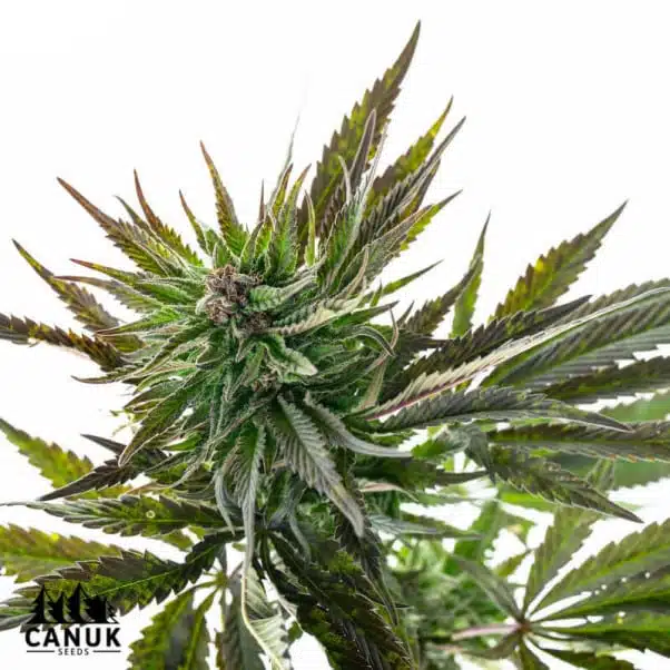 AK | Canuk Seeds | FEM Photoperiod Seeds