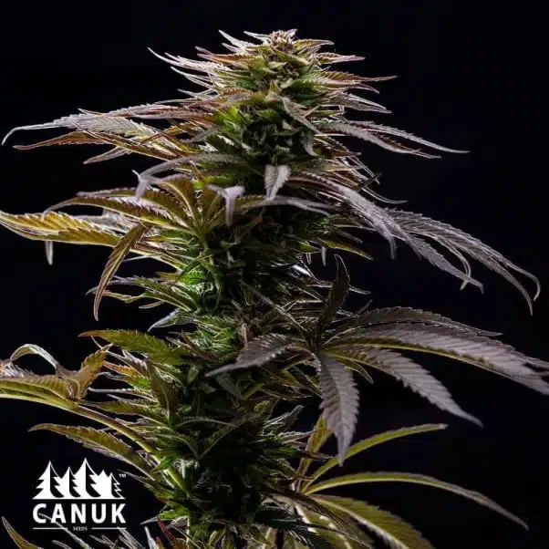 Alaskan Thunder Fuck | Canuk Seeds | FEM Photoperiod Seeds