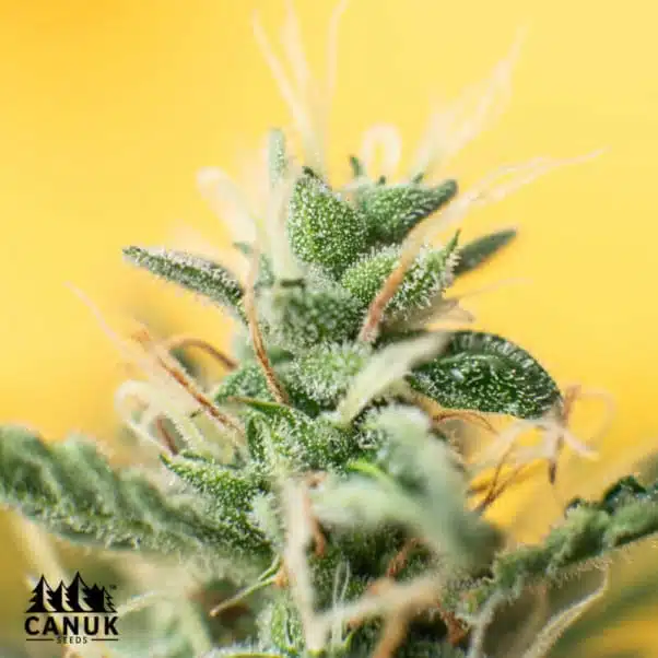 Amnesia Auto | Canuk Seeds | FEM Autoflower Seeds