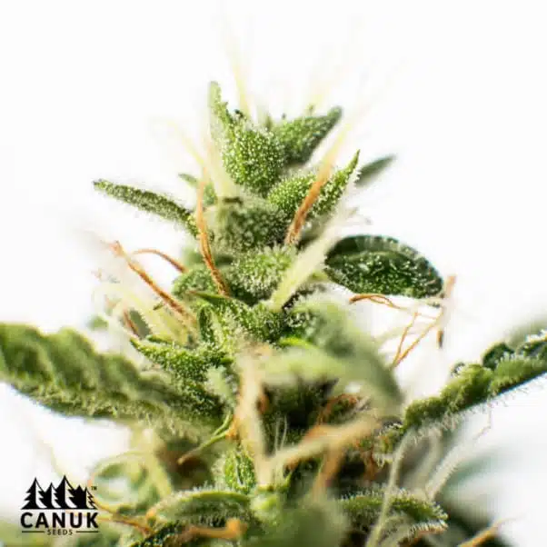 Amnesia | Canuk Seeds | FEM Photoperiod Seeds