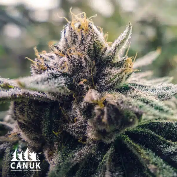 Chocolate Bruce | Canuk Seeds | FEM Photoperiod Seeds