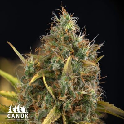 The Cookies Kush Feminized by Canuk seeds