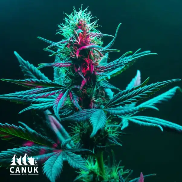 Critical Mass Auto | Canuk Seeds | FEM Autoflower Seeds