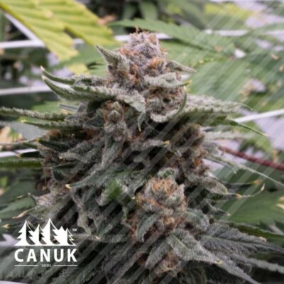 The Double Chocolate by Canuk seeds