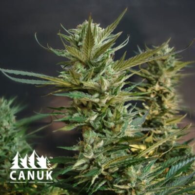 The NYC Diesel by Canuk seeds