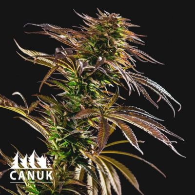 The Peyote Cookies Feminized by Canuk seeds