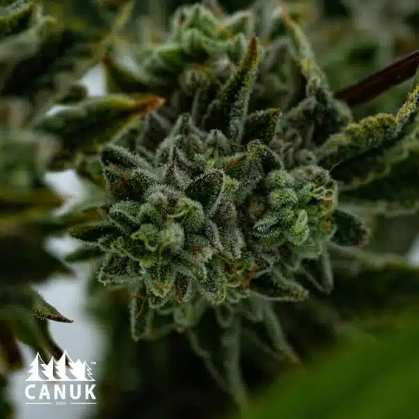 The Platnum Cookies Feminized by Canuk seeds