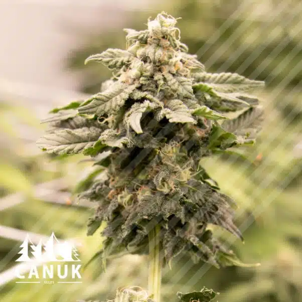 Pure Kush | Canuk Seeds | FEM Photoperiod Seeds