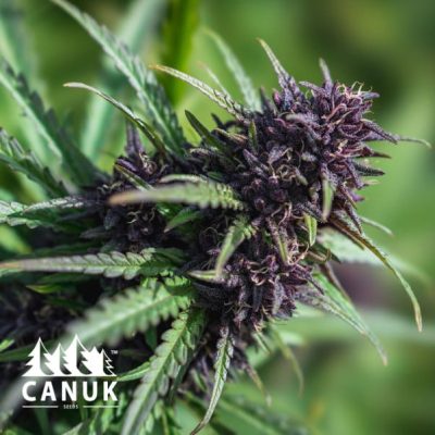 The Purple Gelato Feminized by Canuk seeds