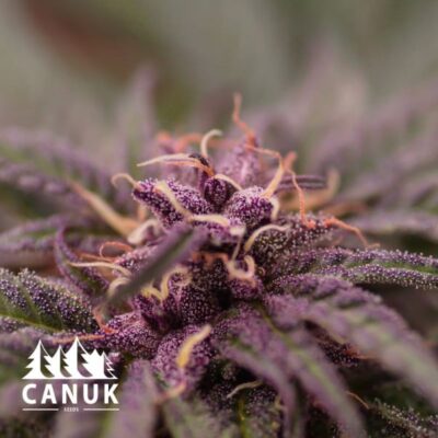 The Purple Punch Feminized by Canuk seeds