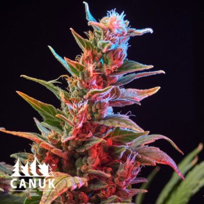 The Purple Star Killer Feminized by Canuk seeds