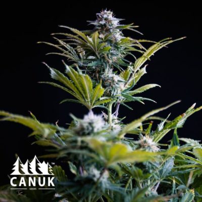 The Purple Thai Feminized by Canuk seeds