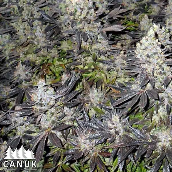 Canuk Cookies | Canuk Seeds | FEM Photoperiod Seeds