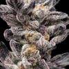 Sunken Treasure Seeds - Captain Hooks Cookies - Reg Photo 12 Pack - Image 2