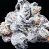 Sunken Treasure Seeds - Captain Hooks Cookies - Reg Photo 12 Pack - Image 3