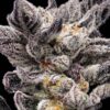 Sunken Treasure Seeds - Captain Hooks Cookies - Reg Photo 12 Pack - Image 4