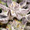 Sunken Treasure Seeds - Captain Hooks Cookies - Reg Photo 12 Pack - Image 5