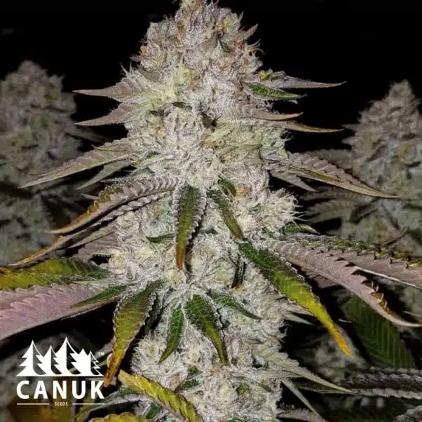 Cherry Cookies | Canuk Seeds | FEM Photoperiod Seeds