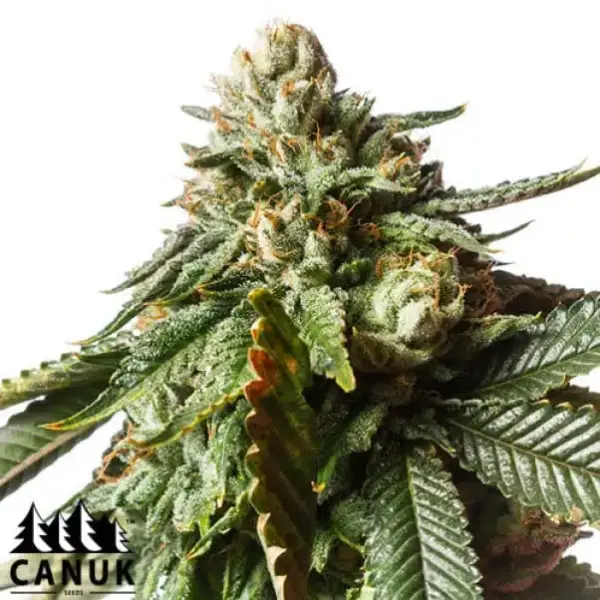 Cherry Pie | Canuk Seeds | FEM Photoperiod Seeds