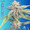 Altitude Genetics – Chill Bill Strain – Auto Fem – 3 Pack - Image 2