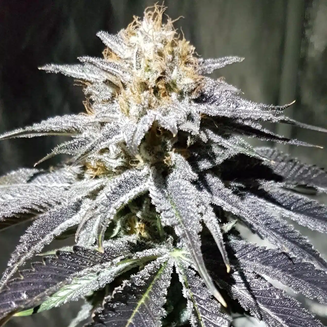 Chocolate Thai Auto | Butter Bean Birdseed | FEM Autoflower Seeds